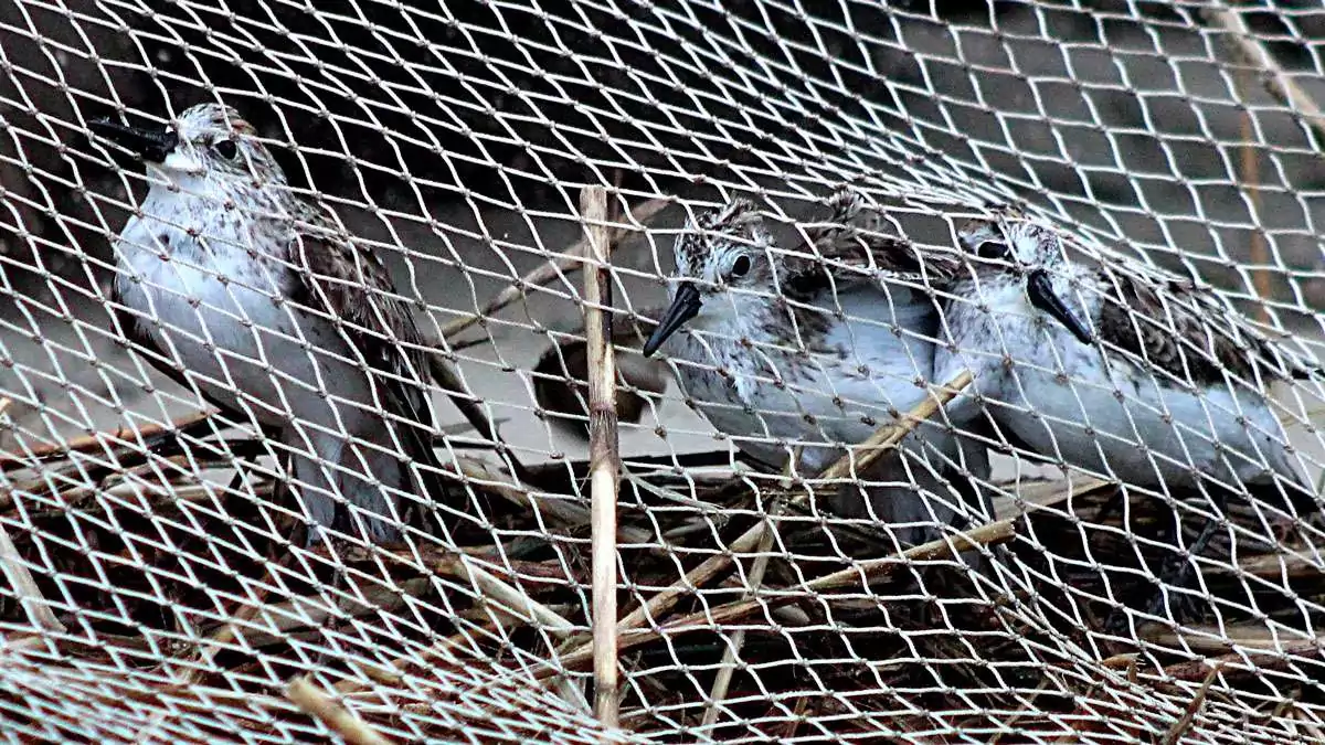 Pigeon Safety Nets in Mahadevapura