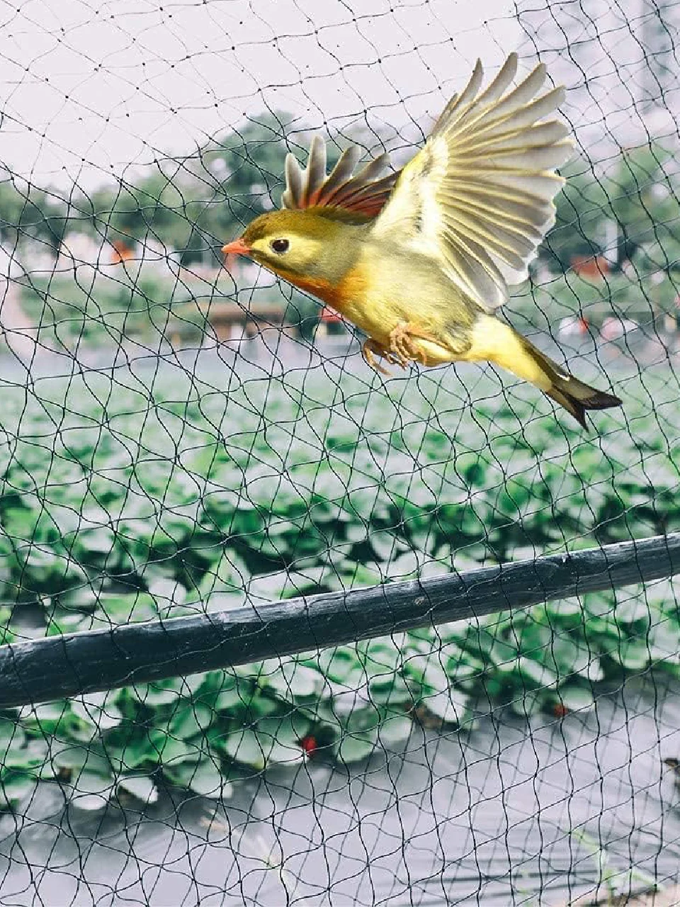 Bird Safety Nets in Bangalore